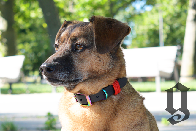 GODDOG heveder nyakörv szivárvány kiegészítőkkel