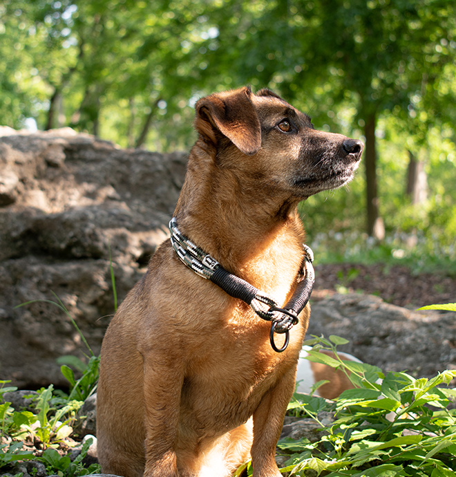 GODDOG retriver nyakörv egyedi terepmintás