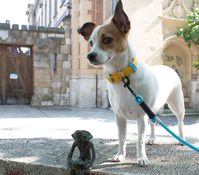 GODDOG szettek szabadon választható színekkel és anyagokkal