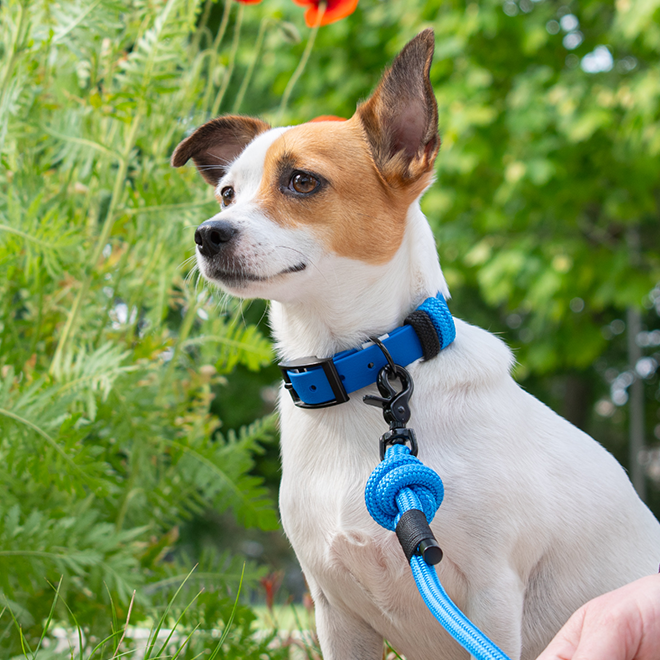 GODDOG póráz és nyakörv szett egyedi