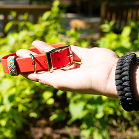 GODDOG akár a legkisebb kedvenceinknek is