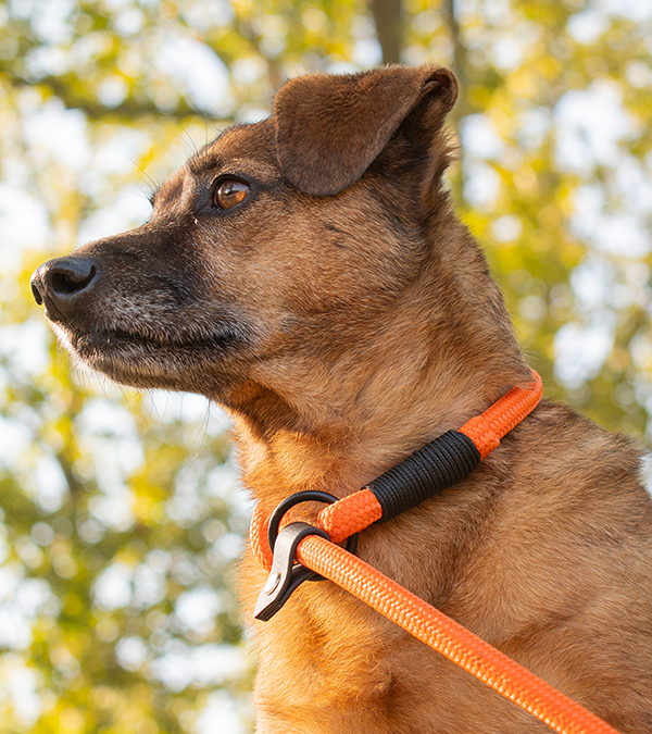 GODDOG retriever póráz