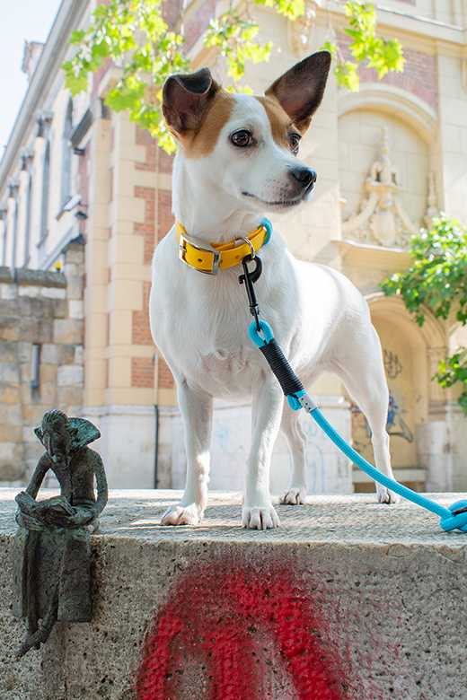 Minőségi nyakörv és póráz szettek a GODDOG-tól